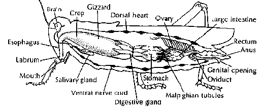 grasshopper internal anatomy