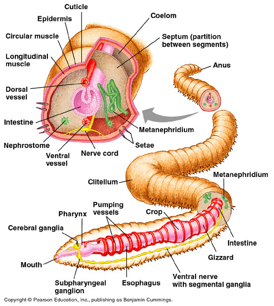 Solved Earthworm Dissection complete digestive tract: a.
